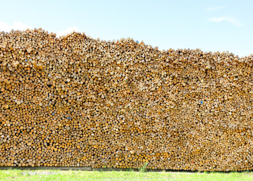pile of many cut logs for the production of building materials and timber