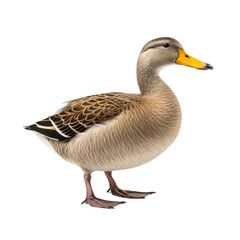 Duck on transparent background
