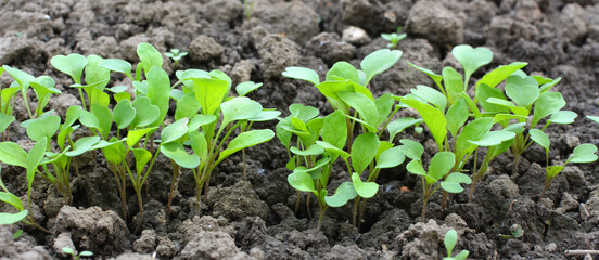Arugula (Eruca sativa) seedlings sprouted from the seeds in the garden