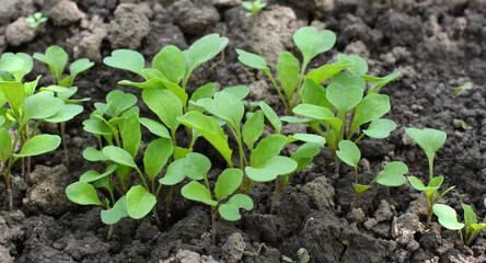 Arugula (Eruca sativa) seedlings sprouted from the seeds in the garden