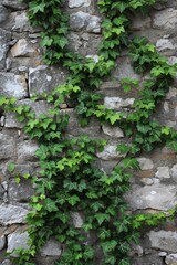 Fototapeta na wymiar Verdant ivy vines creeping up a stone wall, adding character and charm