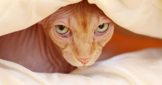 Sphinx cat peeps out from blanket on bed in room, close up