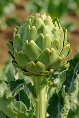 Naklejka na ściany i meble The symmetry of artichoke plants, with their spiky, architectural leaves