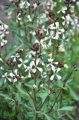 Arugula (Eruca sativa) blooms in the garden