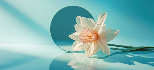 Elegant white daffodil against serene blue backdrop. Spring floral elegance.