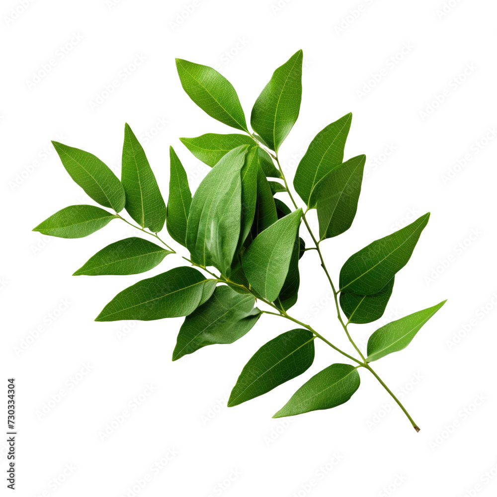 Wall mural curry leaves on transparent background