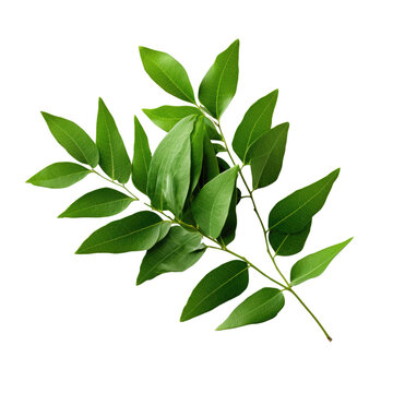 Curry leaves on transparent background