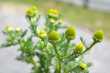 Fragrant chamomile (Matricaria discoidea) grows in nature