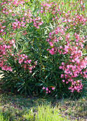 oleander shrub in mediterranea location in summer