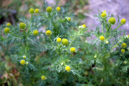 Fragrant chamomile (Matricaria discoidea) grows in nature