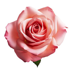 The rose is isolated on a white background with clipping path. 3d rendering