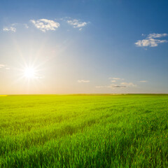 green rural field at the sunset, concept spring agricultural scene