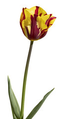 Tulipe rouge et jaune sur fond blanc	