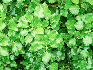 Close-up of green climbing plants on a park wall on a sunny day.