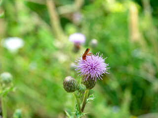 Close-up of a milk thistle in a green garden on a sunny day