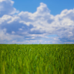 green rural field under blue cloudy sky, spring agricultural background
