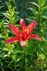 Red blooming lily with dew drops close-up in the garden, top view. Large flower with pistil and stamens on a sunny day