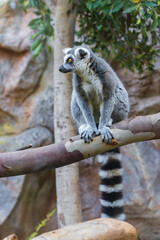 Ring tailed lemur (Lemur catta) in a zoo of Tenerife (Spain)
