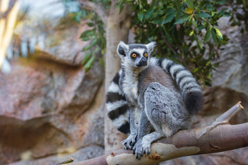Ring tailed lemur (Lemur catta) in a zoo of Tenerife (Spain) © julen