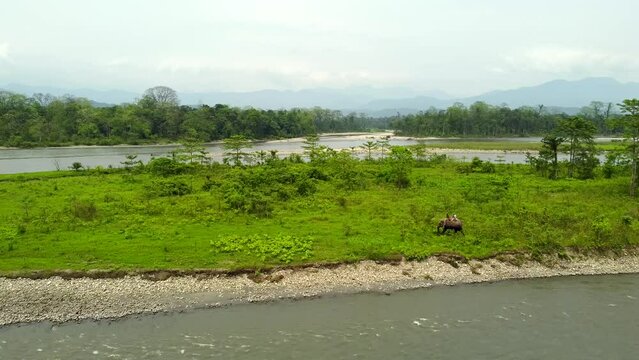 Range forest officer ride elephant in the kameng river  in nameri national park in assam in the eastern himalayan mountains. assam, india