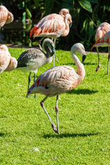 Pink flamingo (Phoenicopterus chilensis) in a zoo of Tenerife (Spain)