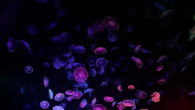 moon jellyfish ranbow color 4K UHD