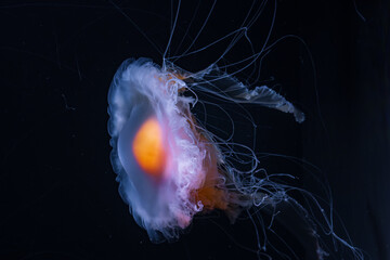 Colorful jellyfish in a zoo of Tenerife (Spain) © julen