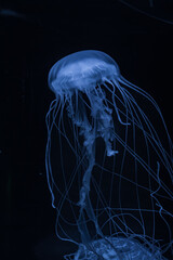 Colorful jellyfish in a zoo of Tenerife (Spain) © julen