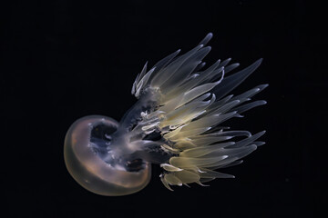 Colorful jellyfish in a zoo of Tenerife (Spain) © julen