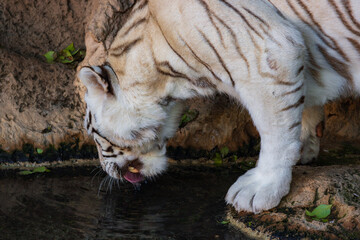 White bengal tiger (Panthera tigris tigris) in a zoo of Tenerife (Spain)