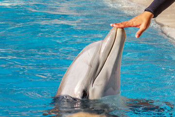 Dolphin (Tursiops truncatus) in a zoo of Tenerife (Spain)