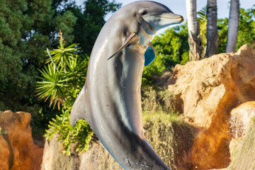 Dolphin (Tursiops truncatus) in a zoo of Tenerife (Spain)