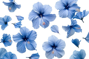 Blue Hibiscus Flowers on Transparent Background