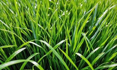Fototapeta premium Grass Symphony: Extreme Close-Up of Fresh Green Texture Unleashed