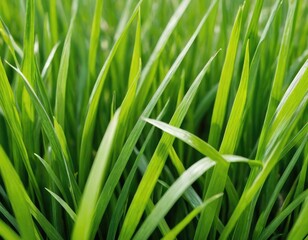 Obraz premium Nature's Canvas: Capturing the Vibrancy in Microscopic Grass Detail