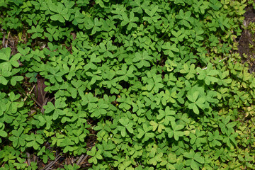Oxalis per-caprae leaves