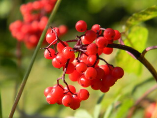 Viburnum close-up on the background of a green garden, red berries on a branch