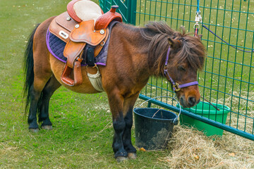 A cute saddled chestnut pony tied to a metal fence grazing the hay in front of him