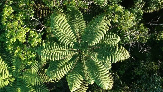 New Zealand Fern and native bush