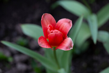 Fototapeta premium Beautiful red tulips growing outdoors on sunny day, closeup.