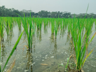 Obraz premium plantinplanting on the organic paddy rice farmland g on the organic paddy rice farmland