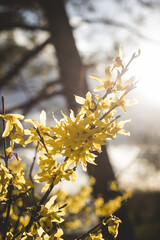 yellow leaves on a tree
