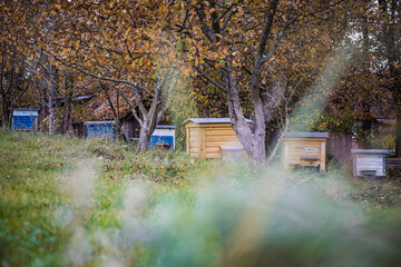 bees houses