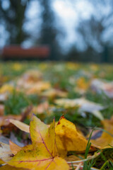 Wiesenspaziergang im Herbst