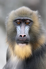 Obraz premium A mandrill (Mandrillus sphinx) portrait