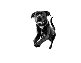 Obraz premium Un chien noir en PNG