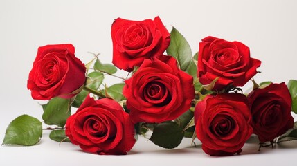 red roses flower on white background