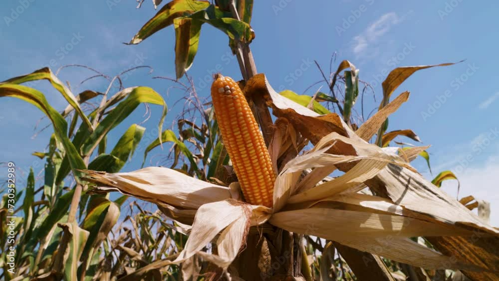 Wall mural ripe yellow corn is ready for harvest on the cornstalks, swaying in the wind in a field under the bl