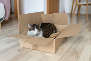 European cat in a delivery paper box. The concept of buying a new home or relocation. Pet sitting in a cardboard box. Looking cat in removal box