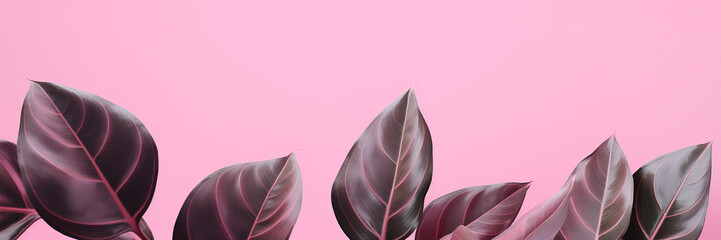 Plant leaves on pink background. Botanical background, banner with copy space
